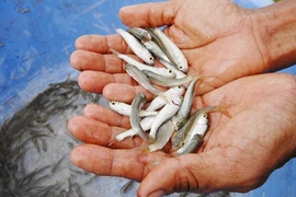 Sự thật bất ngờ về cá linh đặc sản của Đồng Tháp