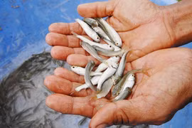 Sự thật bất ngờ về cá linh đặc sản của Đồng Tháp