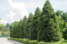 Sự thật bất ngờ cây tùng tháp trồng nhiều ở Việt Nam