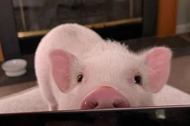 Những con vật sở hữu “đôi mắt biết nói” đầy mị lực