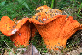 Khám phá loại nấm có mùi vị giống tôm hùm, triệu người mê mẩn