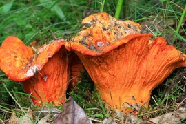 Khám phá loại nấm có mùi vị giống tôm hùm, triệu người mê mẩn