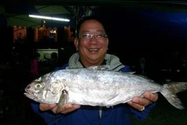 Khám phá về loài cá có cái tên nhạy cảm, cá cu