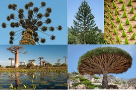 Điểm những loài cây kỳ lạ có nguy cơ tuyệt chủng