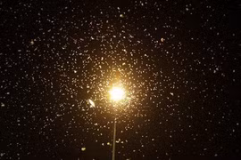 Những điều bạn chưa biết về loài thiêu thân