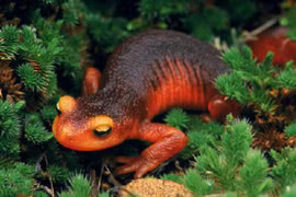 Những loài vật có khả năng tự tái tạo