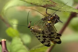 "Soi" loài ruồi bọ cạp có đời sống tình dục bạo lực