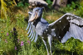 Kỳ thú loài chim có mỏ kỳ dị gây sốc