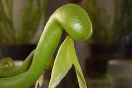 Những kẻ săn mồi siêu đẳng trong thế giới thực vật