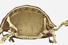 Khám phá sửng sốt về mai rùa