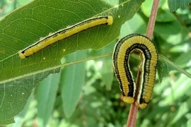 Sâu muồng đặc sản Tây Nguyên gây choáng với khám phá thú vị