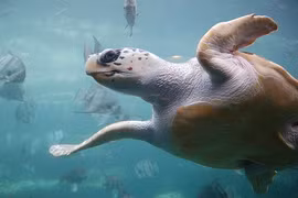 Điều bất ngờ về rùa Quản Đồng quý hiếm của VN