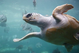 Điều bất ngờ về rùa Quản Đồng quý hiếm của VN