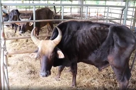 Bò tót trơ xương Vườn QG Phước Bình: Chi phí nuôi dưỡng khoẻ mạnh như nào?