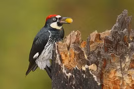 Khám phá cực thú vị về loài chim gõ kiến 