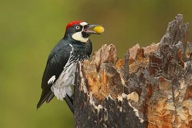 Khám phá cực thú vị về loài chim gõ kiến 