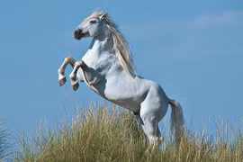 Đoàn kỵ binh CSCĐ Việt Nam không thuộc top ngựa quý hiếm 