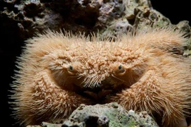 Những con cua quái dị mình đầy lông lá 