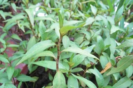 Những điều ít người biết về cây rau răm quen thuộc