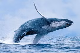 Sự thật gây sốc về loài cá voi ít ai biết