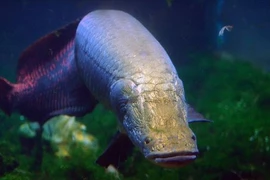 Lạ: Loài cá khổng lồ, đặc biệt biết mừng rỡ khi gặp chủ 