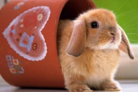 Những khám phá cực thú vị về loài thỏ đáng yêu