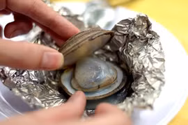 Khám phá bất ngờ về con ngán, đặc sản Quảng Ninh