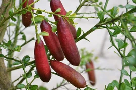 Sự thật thú vị về quả chanh ngón tay siêu đắt đỏ