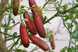 Sự thật thú vị về quả chanh ngón tay siêu đắt đỏ