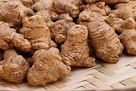 Những khám phá thú vị về cây tam thất