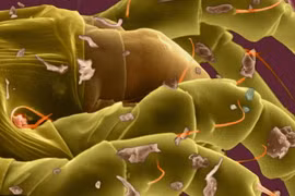 Kinh hoàng những quái vật ẩn nấp trong nhà bạn