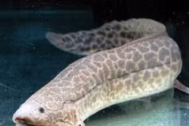 Loài cá thích sống trên cạn, chết đuổi nếu ở dưới nước quá lâu