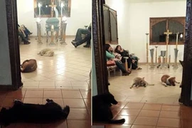 Đàn chó hoang đến đám tang vĩnh biệt ân nhân