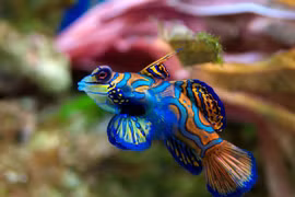 Khó rời mắt khỏi top 10 loài động vật cuốn hút nhất thế giới