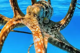 Tiết lộ bất ngờ năng lực trí não đặc biệt của loài bạch tuộc