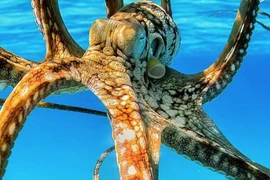 Tiết lộ bất ngờ năng lực trí não đặc biệt của loài bạch tuộc