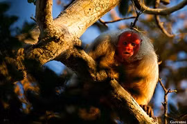 Loài khỉ quý hiếm đầu hói cực “dị”, mặt đỏ quyến rũ bạn tình