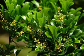 Bất ngờ ít ai biết về cây ngâu bạn thấy hàng ngày