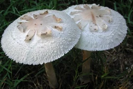 Nhận diện những loài nấm độc chết người ở Việt Nam