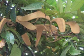 Khám phá bất ngờ cây căm xe quý hiếm ở Việt Nam