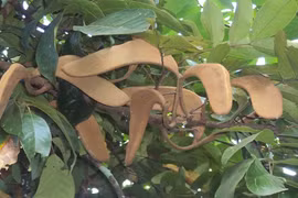 Khám phá bất ngờ cây căm xe quý hiếm ở Việt Nam