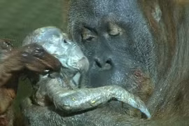 Xem các loài vật gồng mình rặn đẻ