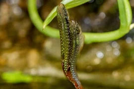 Loài cá "dị" biết nhảy, có thói quen sinh sản kỳ lạ