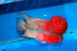 Khám phá cá La Hán, loài cá cảnh yêu thích ở Việt Nam