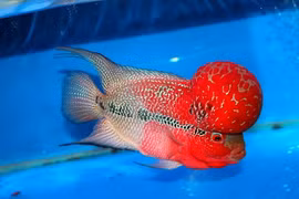 Khám phá cá La Hán, loài cá cảnh yêu thích ở Việt Nam