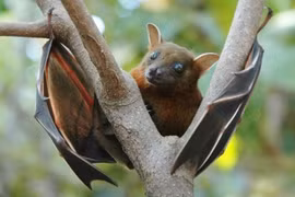 Khám phá cực thú vị về loài dơi 