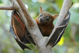 Khám phá cực thú vị về loài dơi 