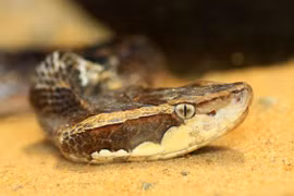 Những động vật có nọc độc có thể cứu sống con người 