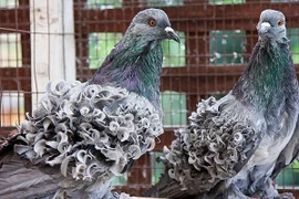 Độc đáo loài bồ câu lông xoăn tít chỉ thích... đi bộ