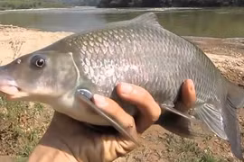 Khám phá gây choáng về cá dầm xanh “ngũ quý hà thủy“